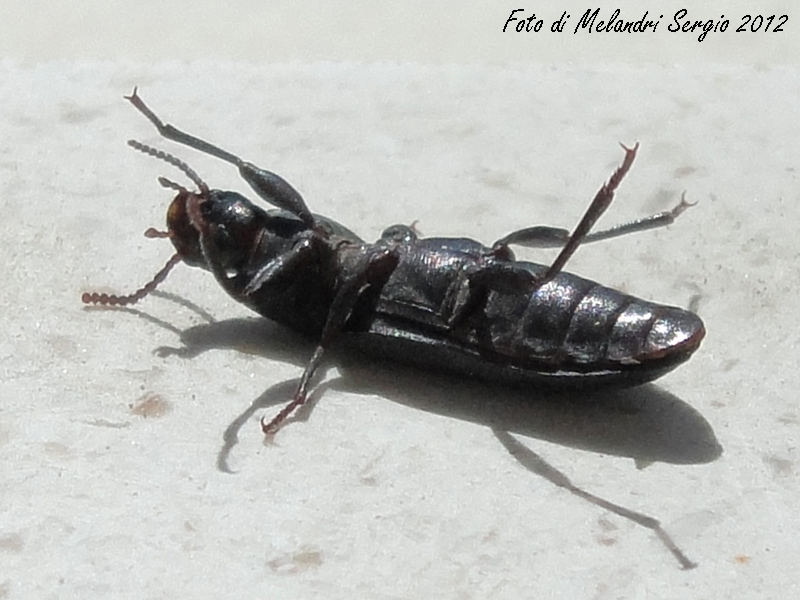 Menephilus cylindricus(?) (Tenebrionidae) - No, Tenebrio sp.